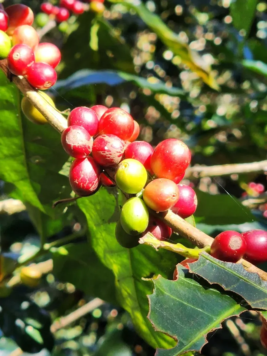 El recorrido del café con el que empezó todo.