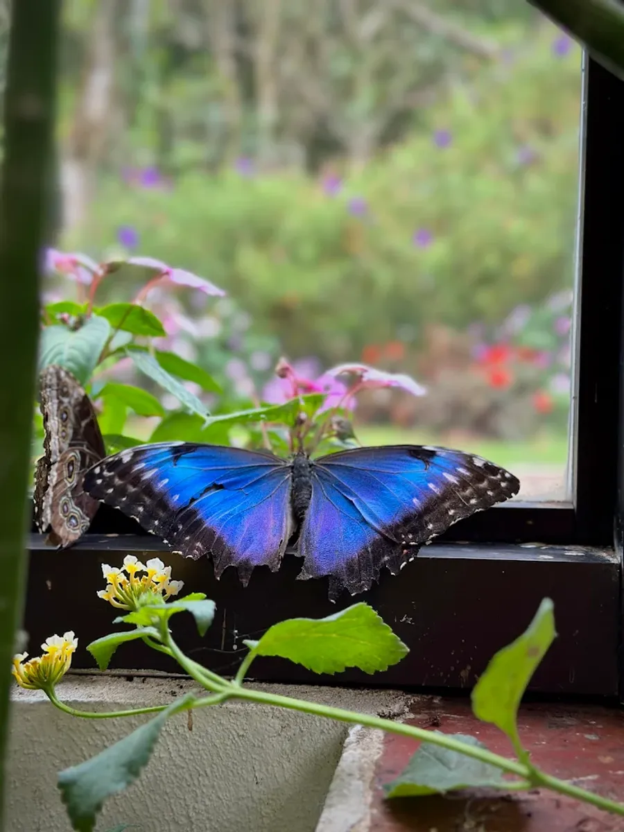Mariposas tropicales volando libres, no detrás de un vidrio.